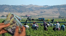 250206- 168 MILIOANE DE EURO DE LA COMISIA EUROPEANĂ PENTRU PLĂȚILE AGRICOLE