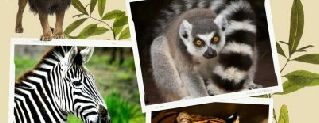 250805- ZIUA INTERNAȚIONALĂ A GRĂDINILOR ZOOLOGICE ȘI PARCURILOR NATURALE